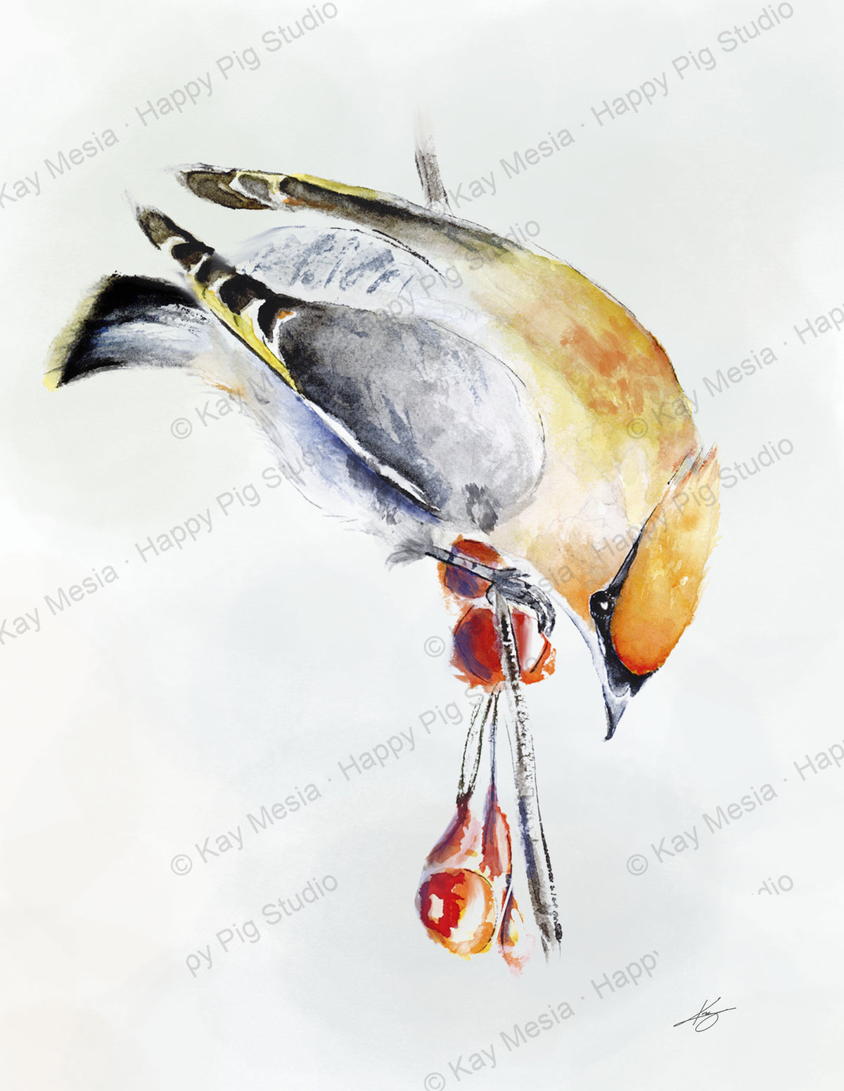 Protected Waxwing watercolor artwork by Kay Mesia; copyright watermark applied for online image protection.