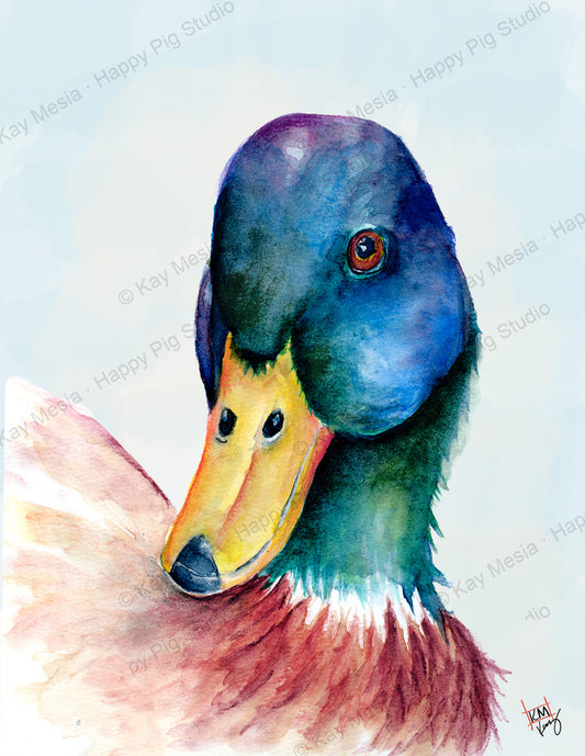 Protected Mallard watercolor artwork by Kay Mesia; copyright watermark applied for online image protection.