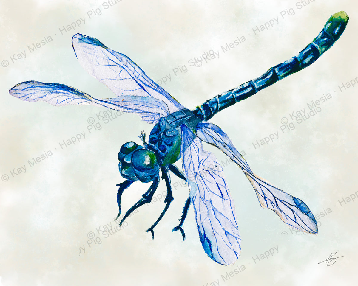 Protected Blue Dragonfly watercolor artwork by Kay Mesia; copyright watermark applied for online image protection.