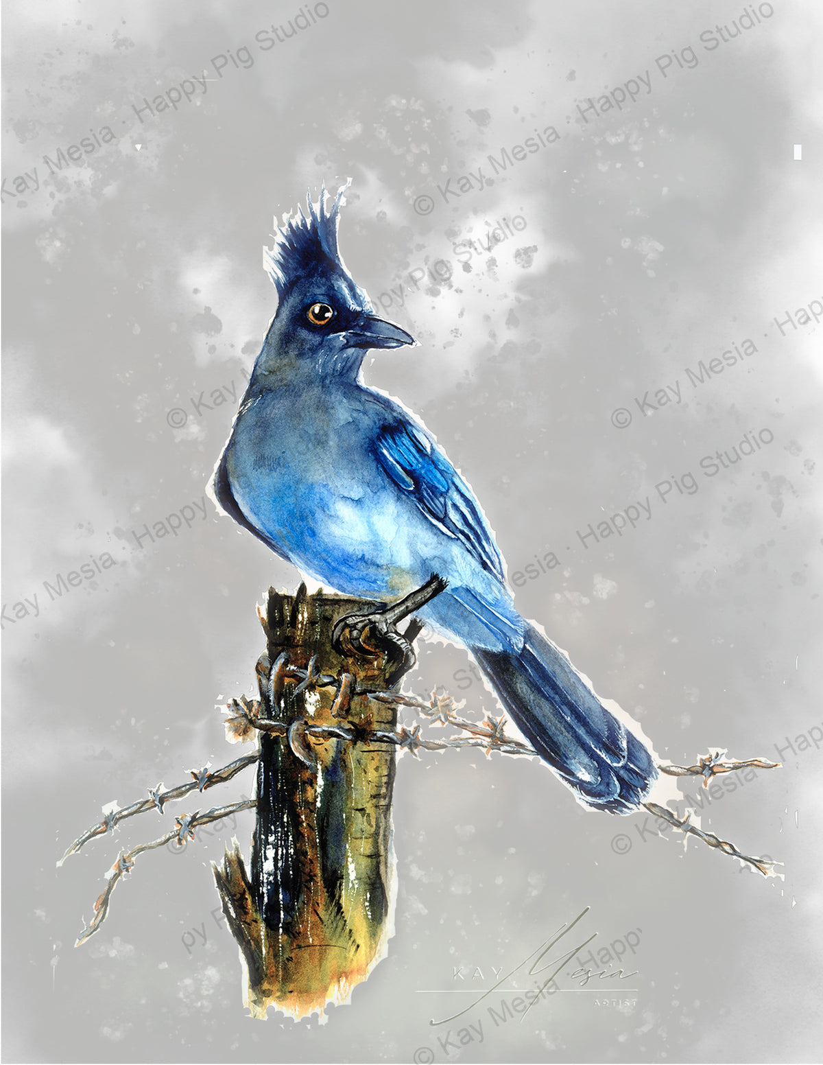 Stellar Jay fine-art print by Kay Mesia - artwork view