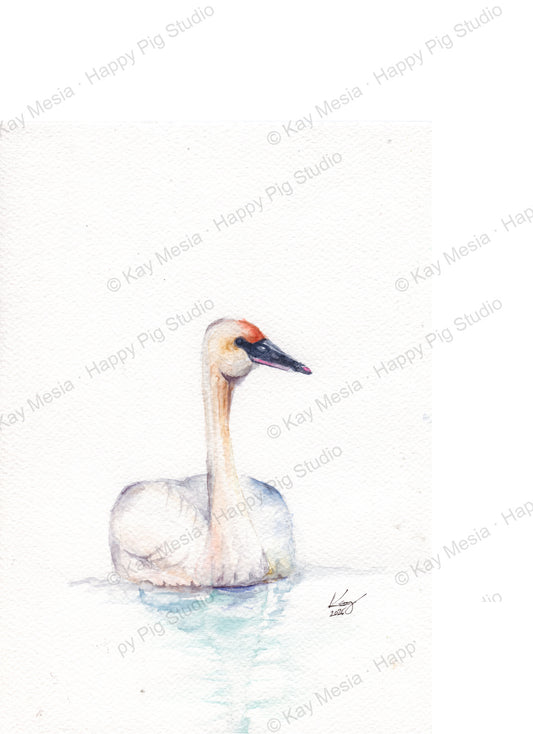 Sending Peace & Love, Swan fine-art print by Kay Mesia - artwork view