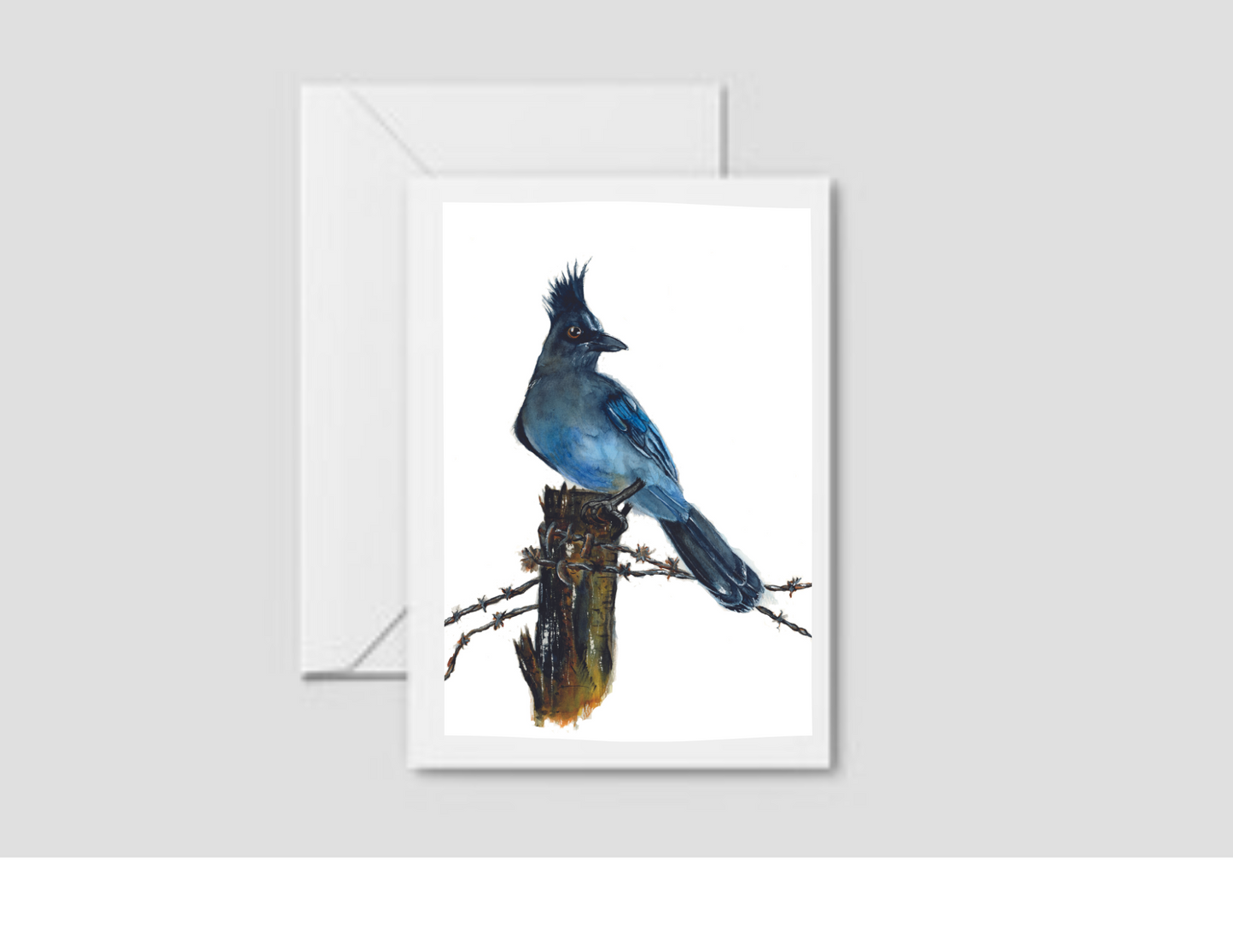 Stellar Jay