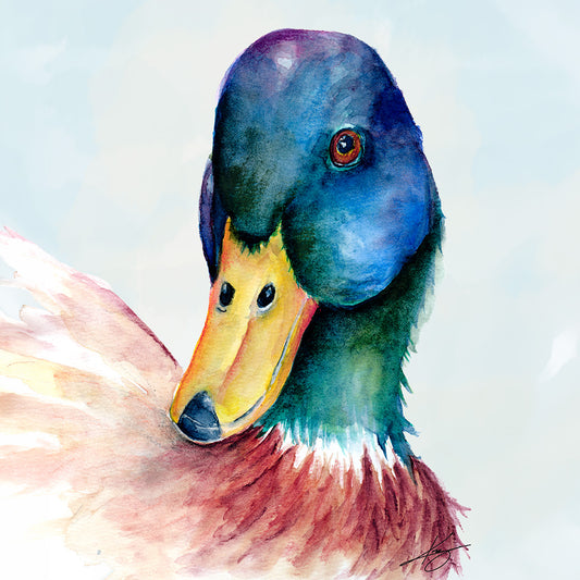 Mallard original watercolor artwork on a 3 by 3 inch Happy Pig Studio magnet