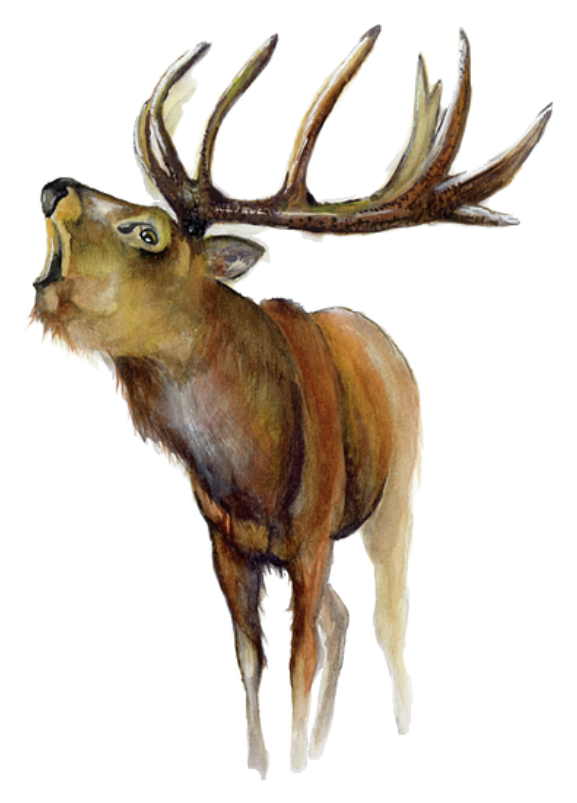 Elk in the Morning die-cut magnet featuring original watercolor artwork by Kay Mesia.